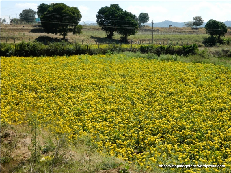 Marigold Flower Field