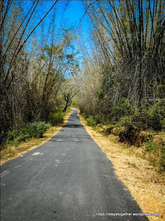 Road through Bamboo Forest