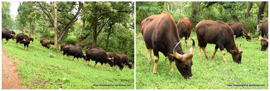 Indian Bisons