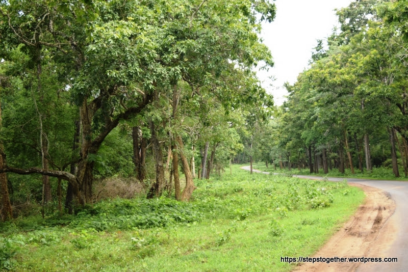 Road through the forest