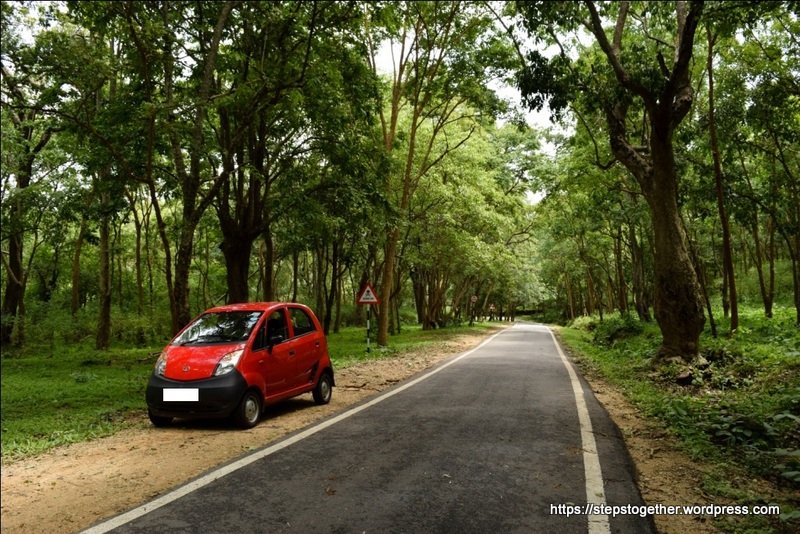 Drive through the Thick Forests of B R Hills