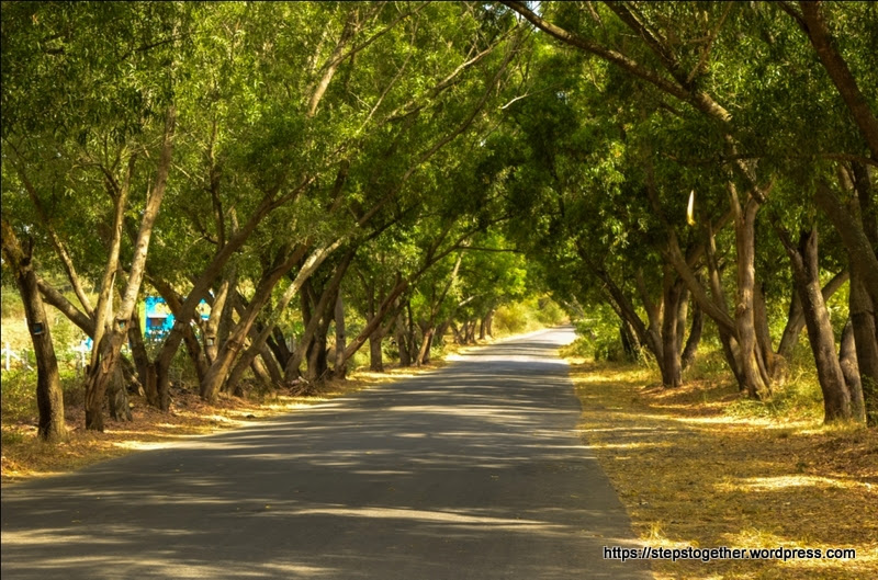 Green canopy