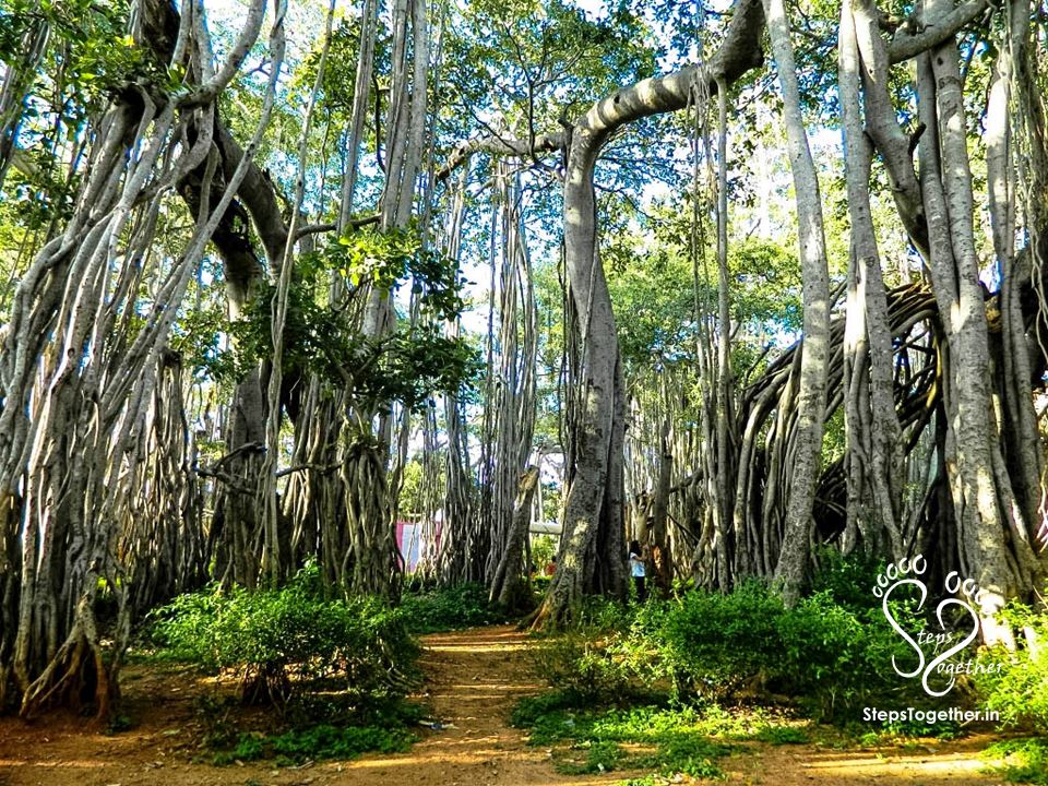 Dodda Alada Mara (Big Banyan Tree) Dodda Alada Mara (Big Banyan Tree)