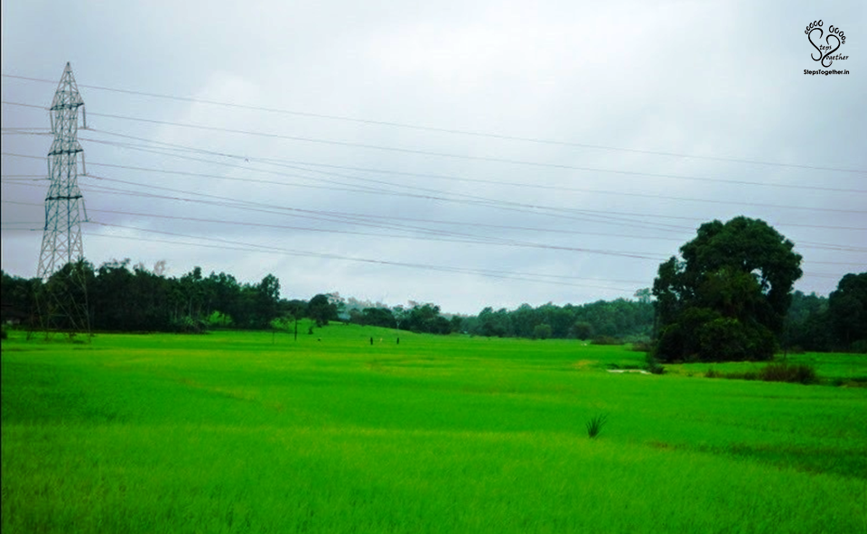 Endless green paddy fields Endless green paddy fields