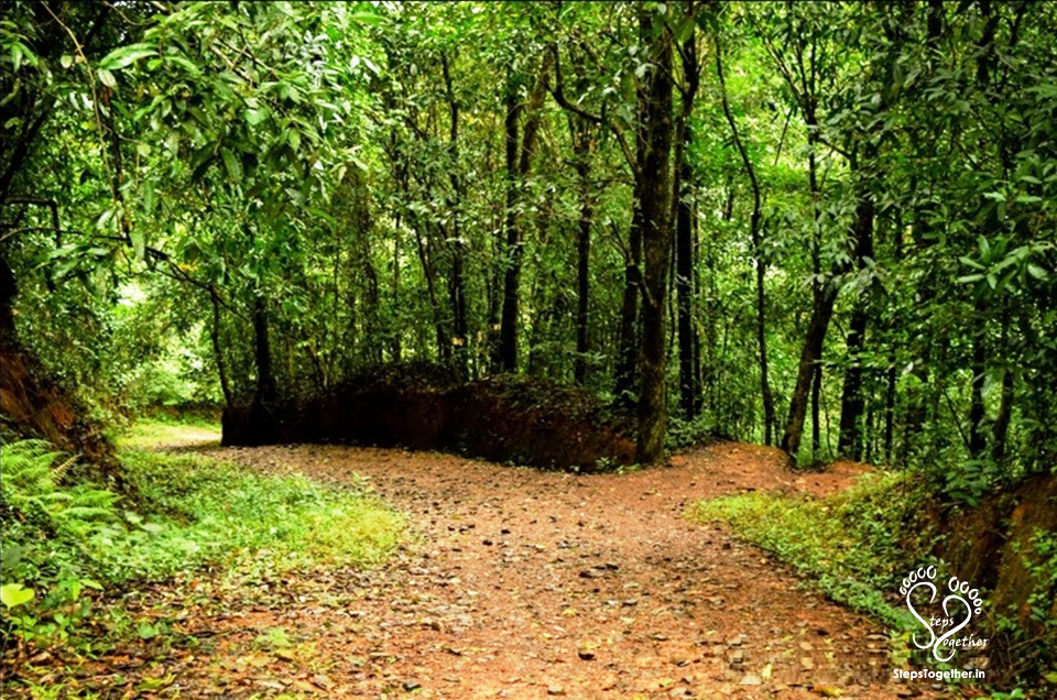 Into the wild Into the wild