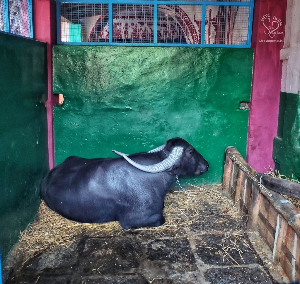 Buffalo inside Marikamba Temple