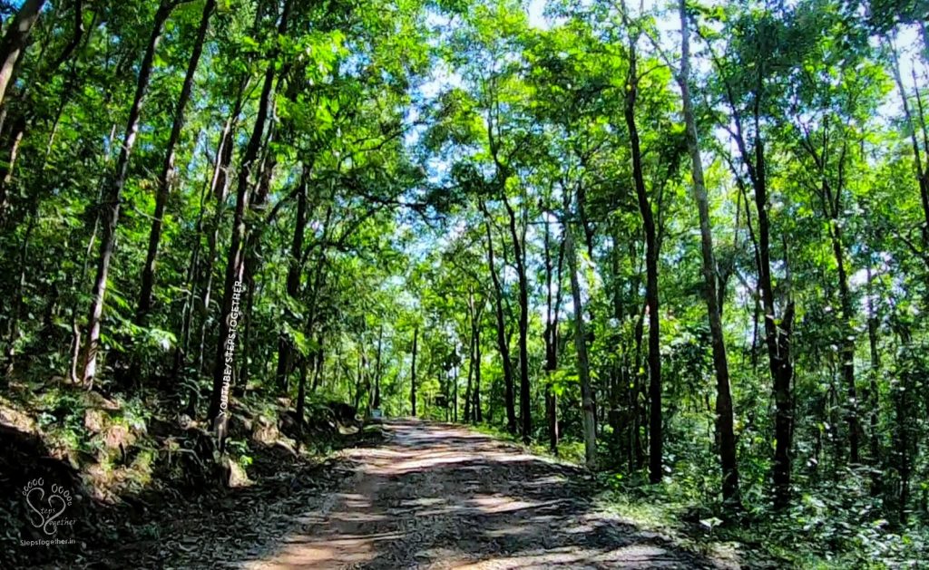 Magod Falls forest route
