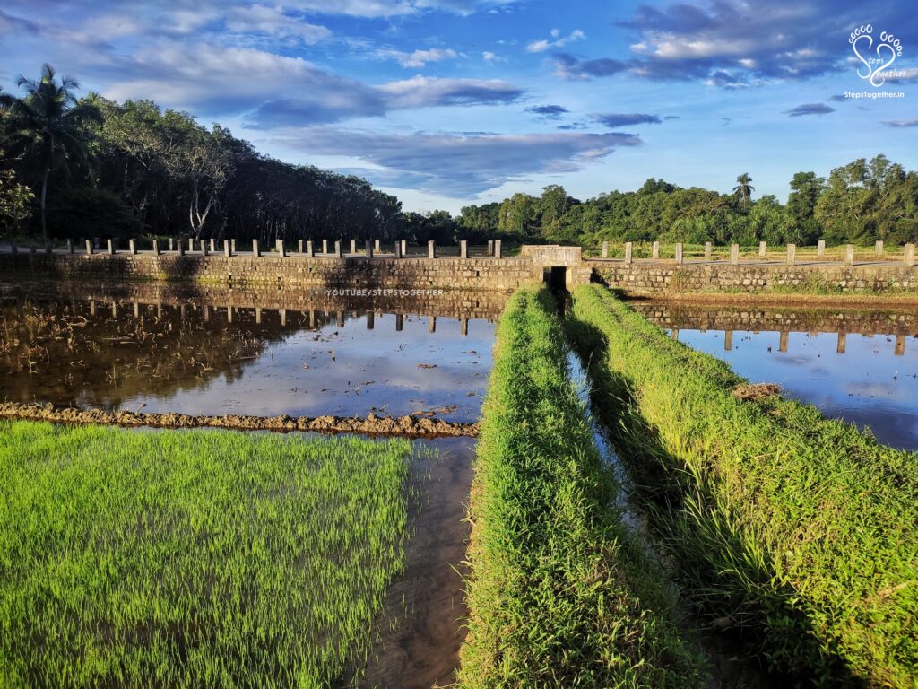Paddy fields