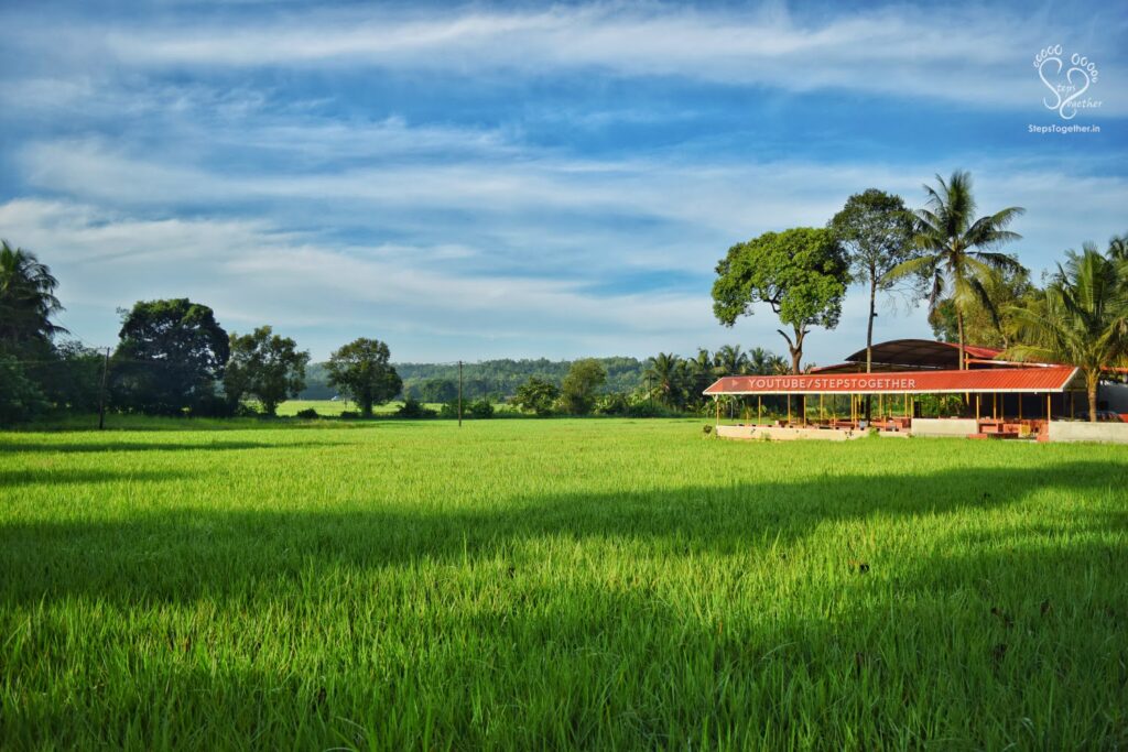 Aroor Paddy Fields
