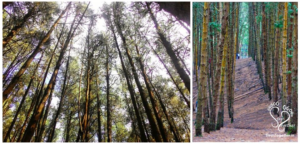 Pine Forest Pine Forest