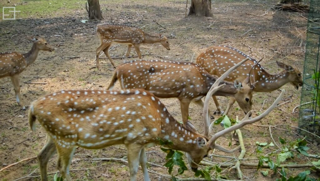 Deer park at Nisargadhama